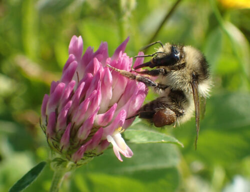 Välkomna på webbinarium om Blommande vallar som pollen‑ och nektarkälla