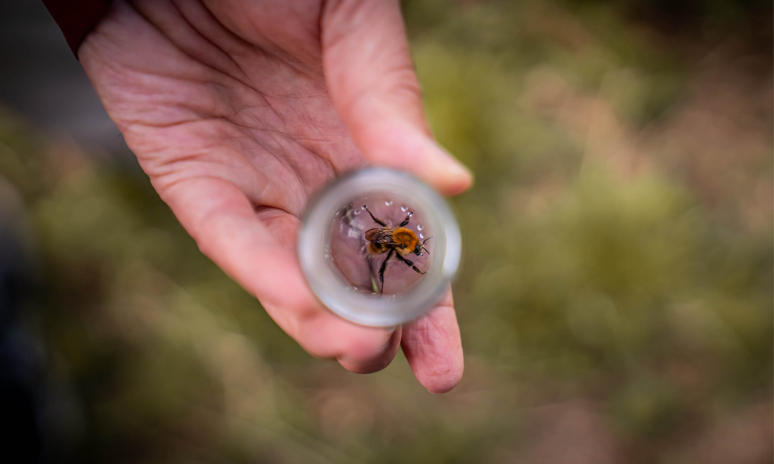 Inventering insekter Olle K, foto J Lanz | Green Valleys