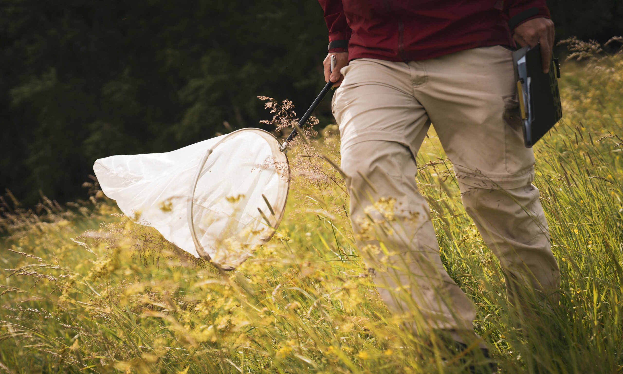 Inventering insekter Olle K, foto J Lanz | Green Valleys