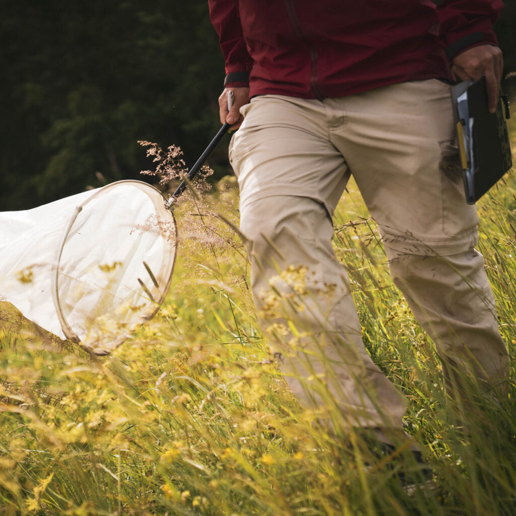 Inventering insekter Olle K, foto J Lanz | Green Valleys