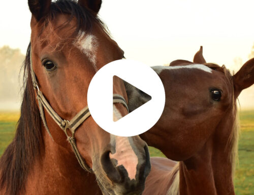 Horse feed of the future with press cake from green biorefining