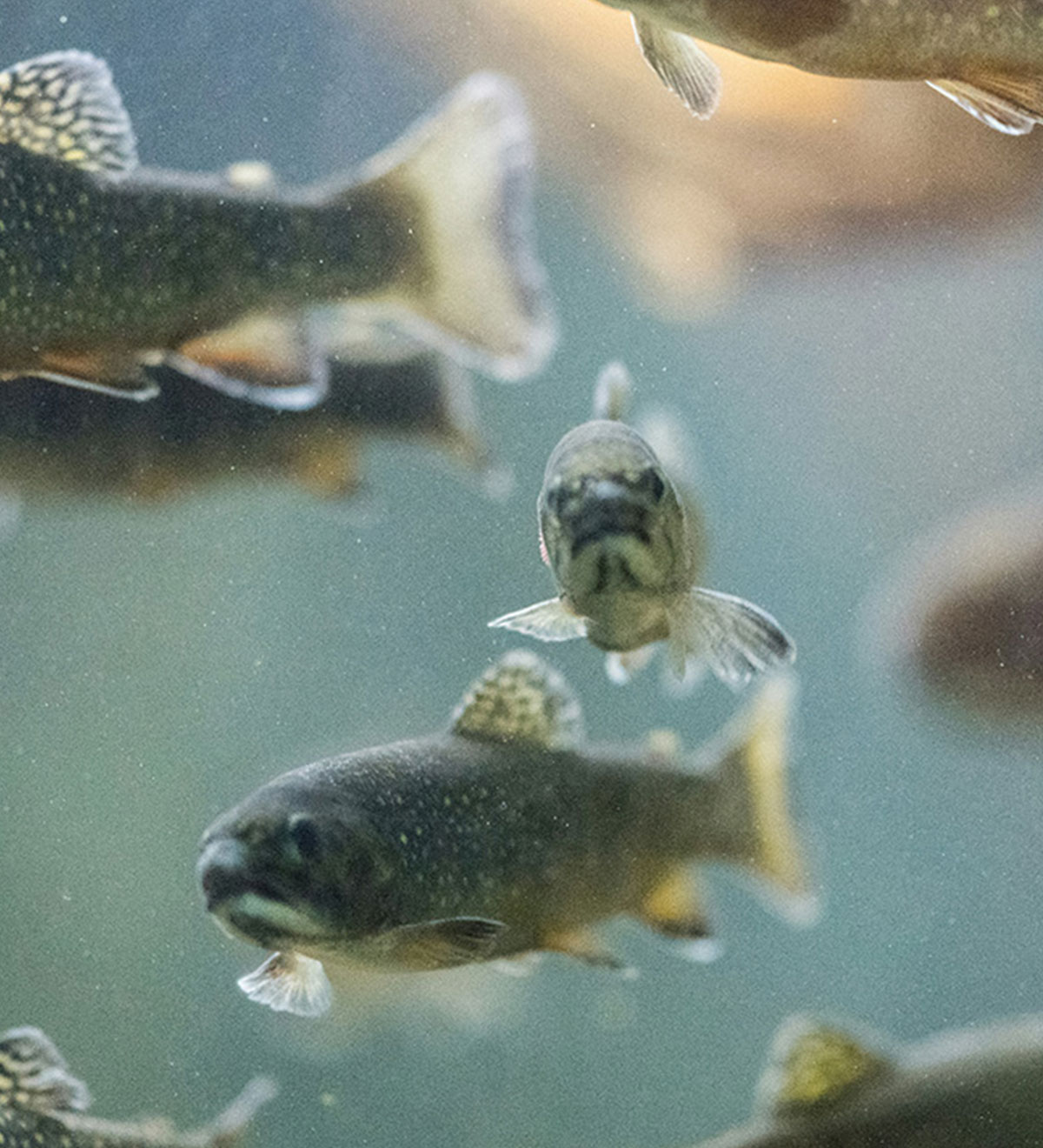 Green_valleys_image_fish_10