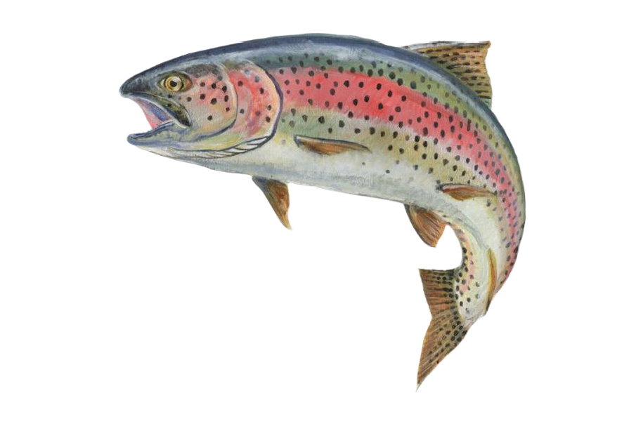 Green_valleys_image_fish_10