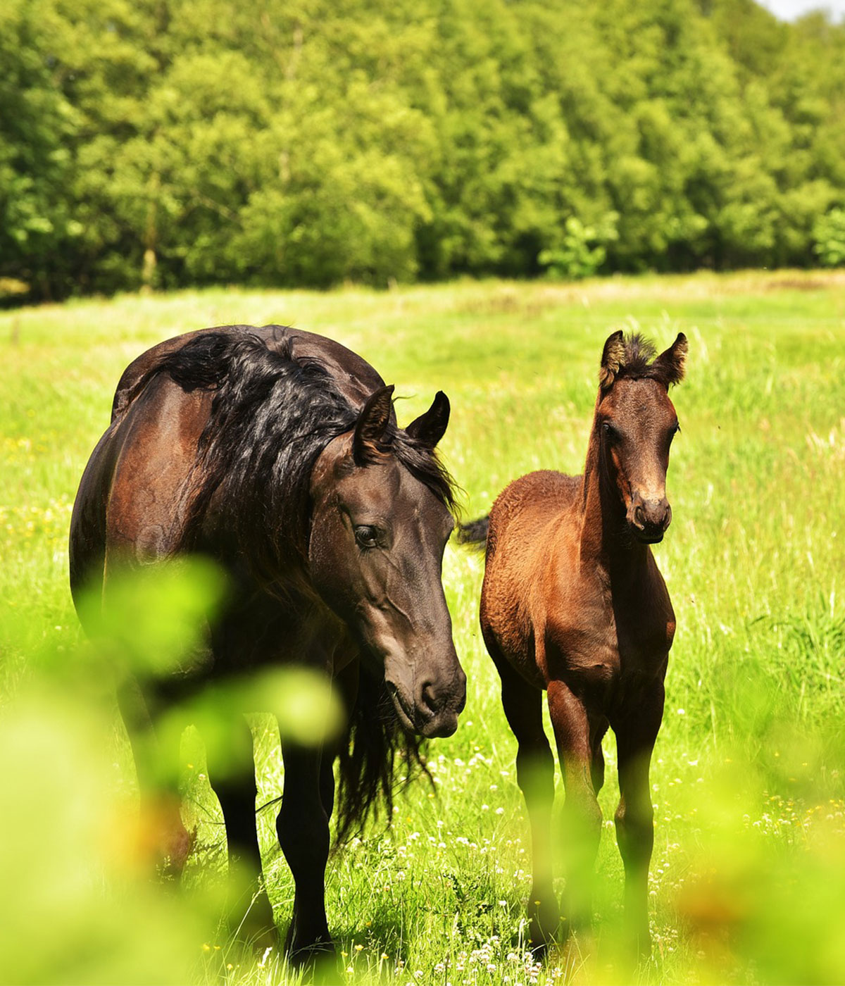 Green Valleys – Horse & Foal