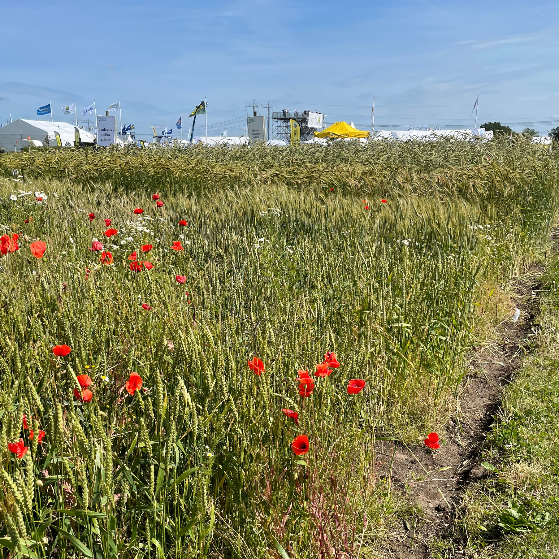 Borgeby Fältdagar 2025 | Green Valleys
