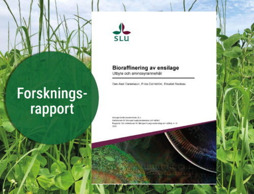 New research report: Swedish silage can be turned into protein for pigs – all year round!