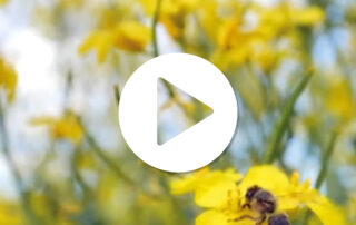 2025 Video - Biodiversity in Green Valleys