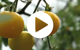 2025 Video - Biodivesity and food production | Green Valleys