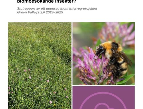 Rapport om forlængede høstintervaller på kløvergræsmarker – SE