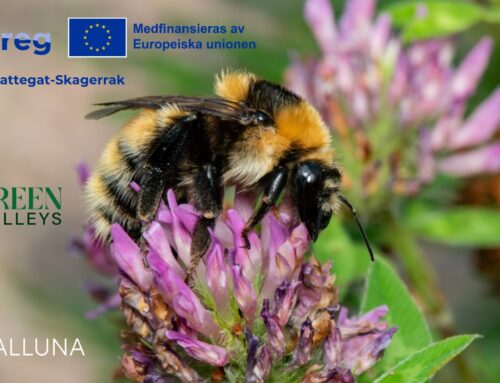 Ny undersøgelse af høststrategier for græsarealer, der øger blomstringen og insektbesøgNew study on harvesting strategies for grassland cultivation that increase flowering and insect visits