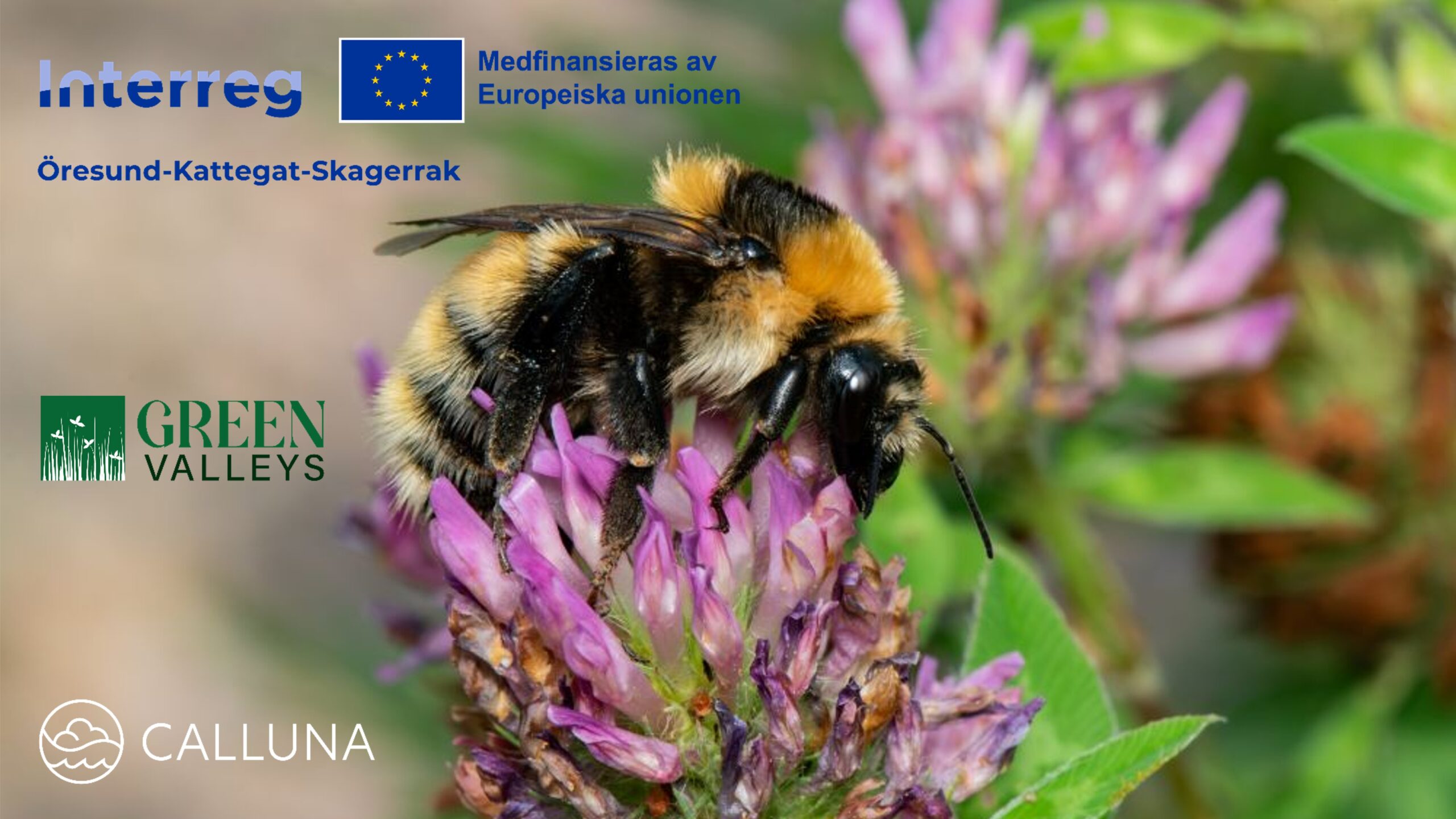 Klöverhumla | Green Valleys
